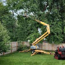 How Our Tree Care Process Works  in  Glen Rock, NJ