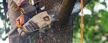 Best Commercial Tree Services  in Glen Rock, NJ