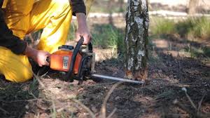Best Storm Damage Tree Cleanup  in Glen Rock, NJ