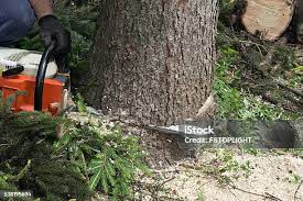 Best Hazardous Tree Removal  in Glen Rock, NJ
