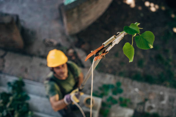 Best Emergency Tree Removal  in Glen Rock, NJ