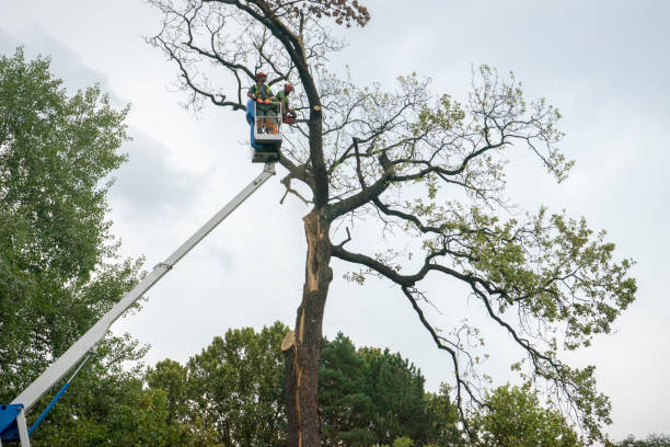 Best Tree Removal  in Glen Rock, NJ