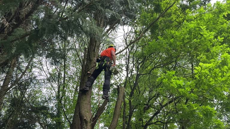 Best Weed Control  in Glen Rock, NJ