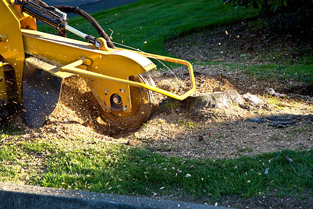 Glen Rock, NJ Tree Removal Company