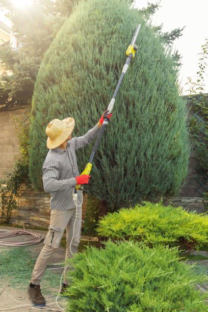Best Lawn Disease Treatment  in Glen Rock, NJ