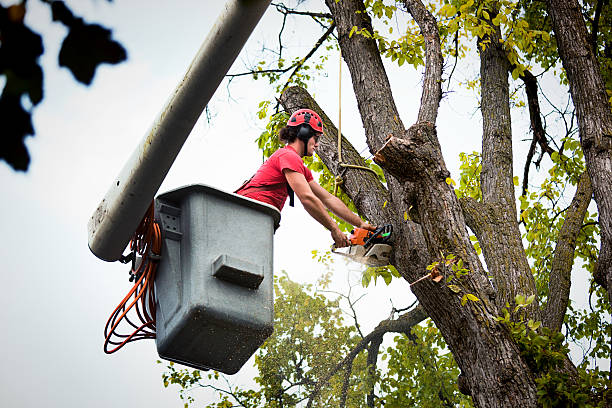 Best Tree Cabling and Bracing  in Glen Rock, NJ